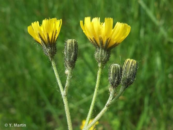 <i>Pilosella piloselloides </i>subsp.<i> praealta</i> (Vill. ex Gochnat) S.Bräut. & Greuter, 2007 © 