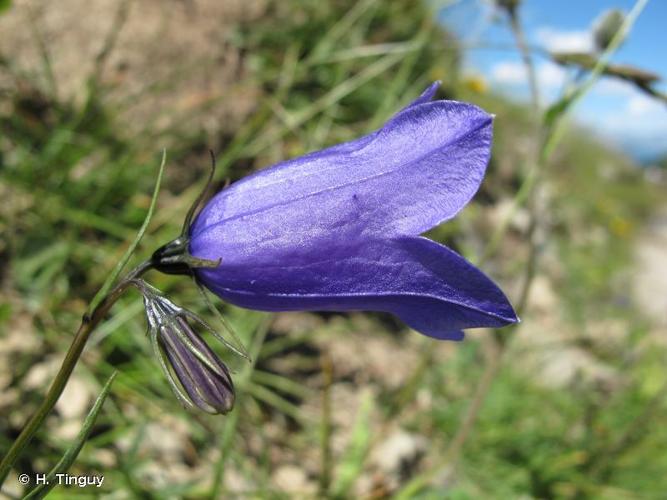 <i>Campanula scheuchzeri</i> Vill., 1779 © H. Tinguy