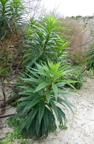 <i>Echium pininana</i> Webb & Berthel., 1844 © O. Roquinarc'h