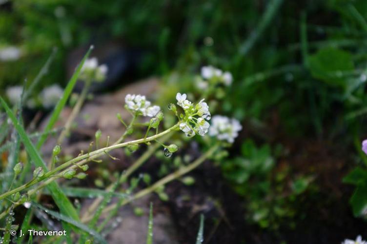 <i>Cochlearia pyrenaica</i> DC., 1821 © J. Thevenot