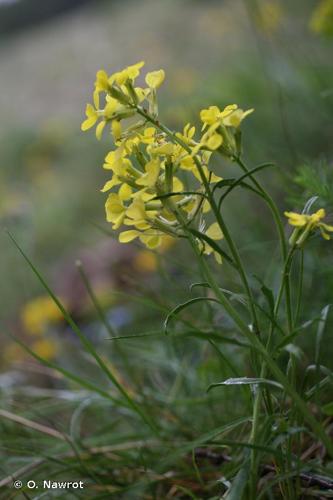 <i>Erysimum rhaeticum</i> (Schleich. ex Hornem.) DC., 1821 © O. Nawrot