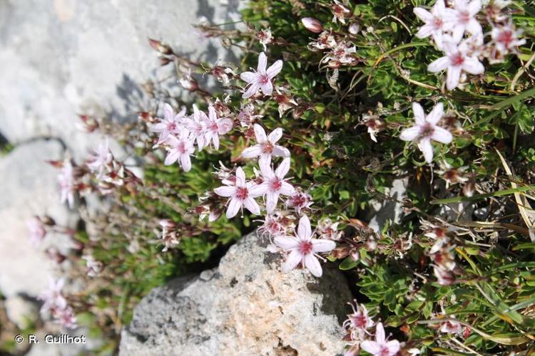 <i>Arenaria purpurascens</i> Ramond ex DC., 1805 © R. Guilhot