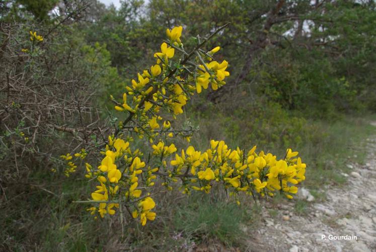 <i>Cytisus spinosus</i> (L.) Bubani, 1899 © P. Gourdain