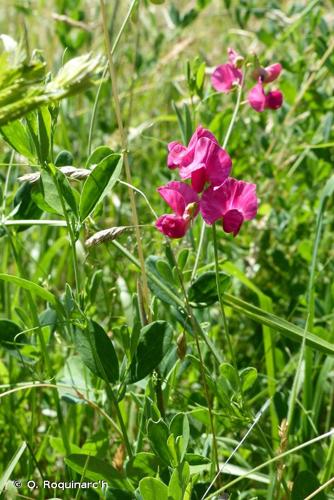 <i>Lathyrus tuberosus</i> L., 1753 © O. Roquinarc'h