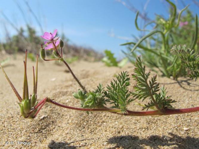 <i>Erodium cicutarium </i>subsp.<i> bipinnatum</i> (Cav.) Tourlet, 1907 © H. Tinguy