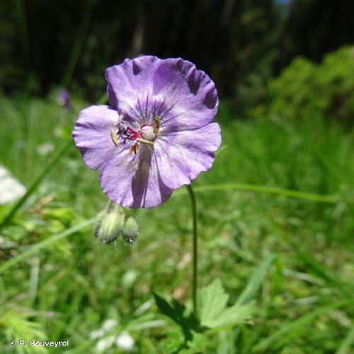 <i>Geranium phaeum</i> L., 1753 © P. Rouveyrol