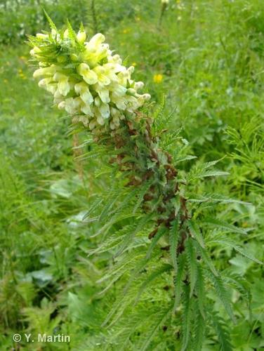 <i>Pedicularis foliosa</i> L., 1767 © 