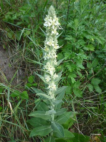 <i>Verbascum lychnitis</i> L., 1753 © P. Gourdain