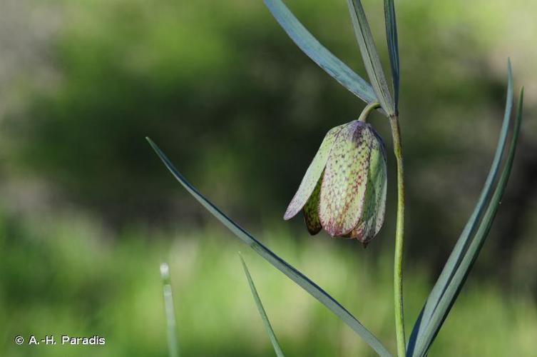 <i>Fritillaria involucrata</i> All., 1789 © A.-H. Paradis & R. Poncet