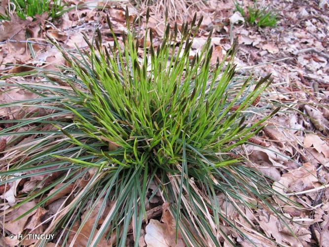 <i>Carex umbrosa</i> Host, 1801 © H. TINGUY