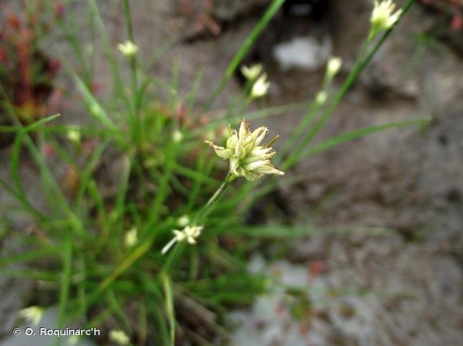 <i>Rhynchospora alba</i> (L.) Vahl, 1805 © O. Roquinarc'h