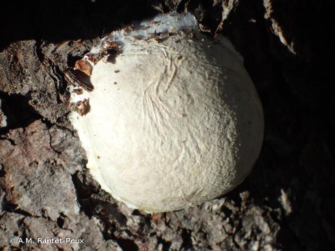 <i>Reticularia lycoperdon</i> Bull., 1790 © A.M. Rantet-Poux