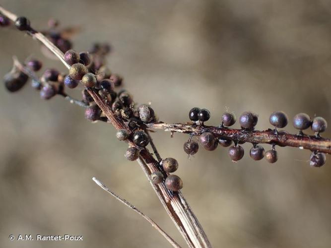 <i>Lamproderma aeneum</i> Mar.Mey. & Poulain, © A.M. Rantet-Poux