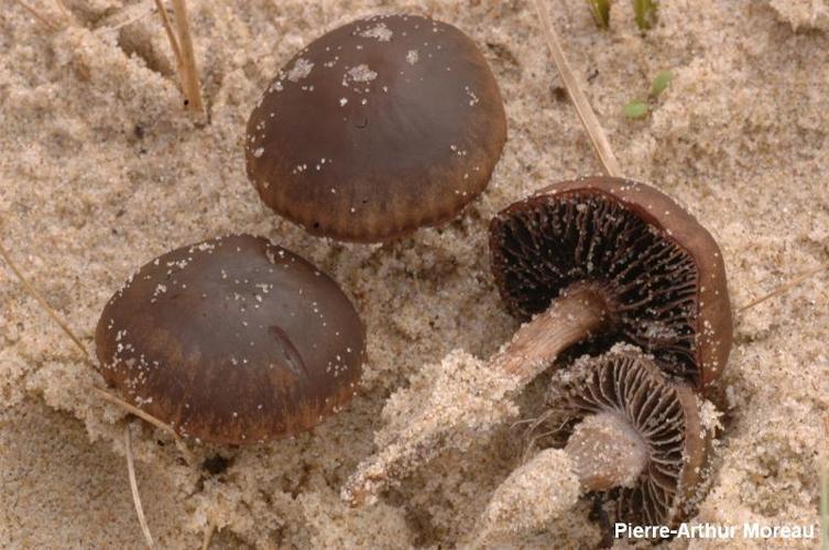 <i>Panaeolus obliquoporus</i> Bon, 1983 © PA. Moreau