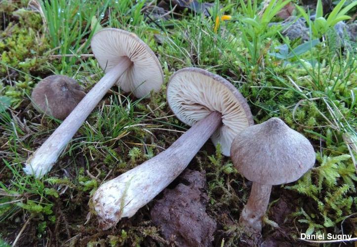 <i>Entoloma porphyrophaeum</i> (Fr.) P.Karst. © D. Sugny