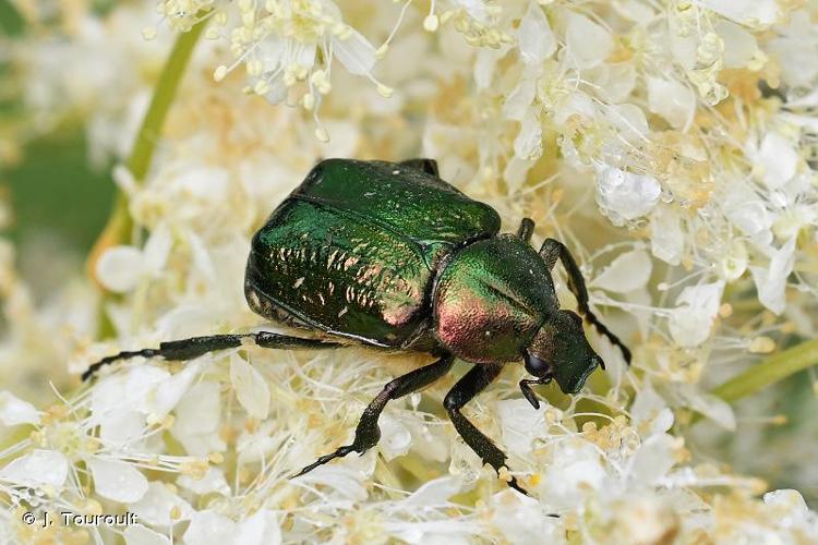 <i>Gnorimus nobilis nobilis</i> (Linnaeus, 1758) © J. Touroult