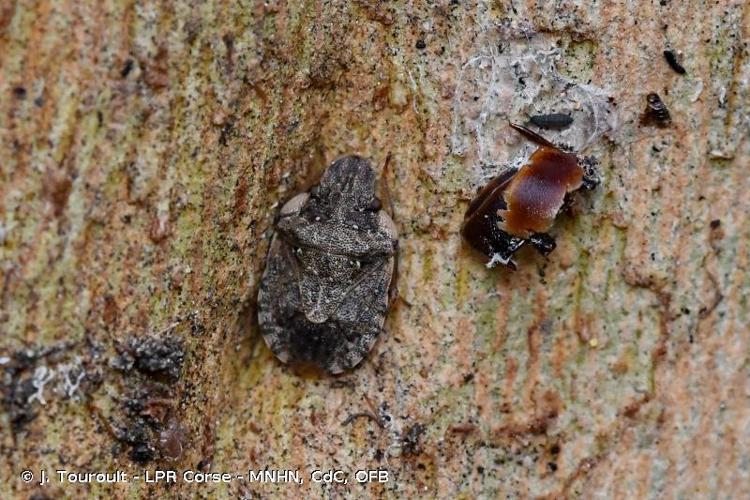 <i>Sciocoris sideritidis</i> Wollaston, 1858 © J. Touroult - LPR Corse - MNHN, CdC, OFB