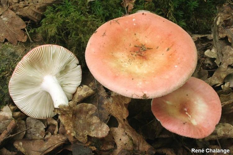 <i>Russula aurora</i> Krombh. © R. Chalange