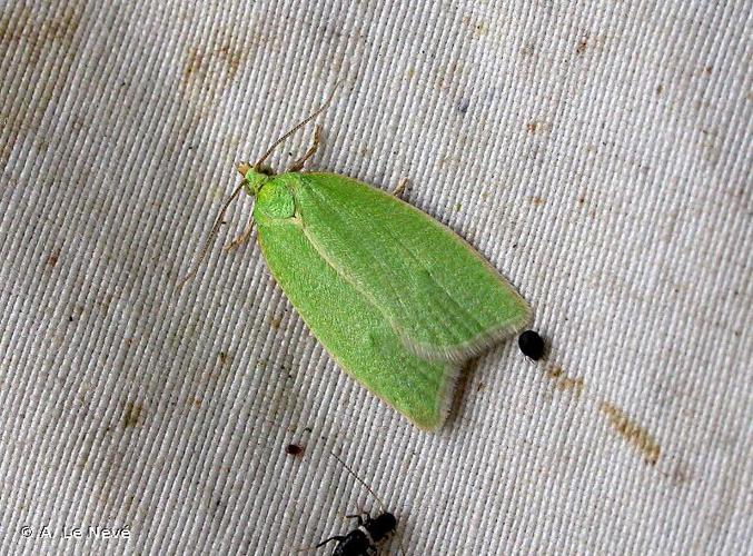 <i>Tortrix viridana</i> (Linnaeus, 1758) © A. Le Nevé