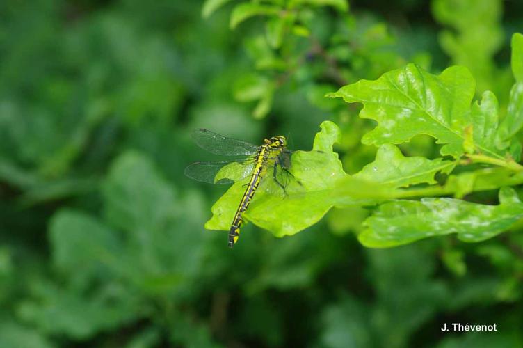 <i>Gomphus vulgatissimus</i> (Linnaeus, 1758) © J. Thévenot