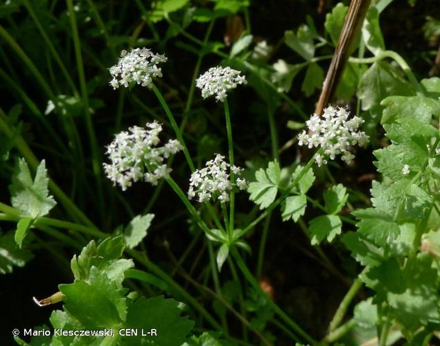 <i>Helosciadium repens</i> (Jacq.) W.D.J.Koch, 1824 © Mario Klesczewski, CEN L-R