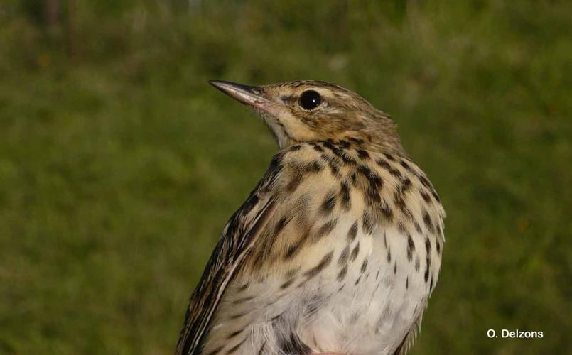 <i>Anthus trivialis</i> (Linnaeus, 1758) © O. Delzons