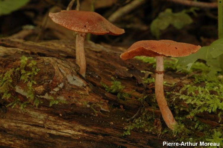 <i>Tubaria confragosa</i> (Fr.) Kühner ex Harmaja © PA. Moreau