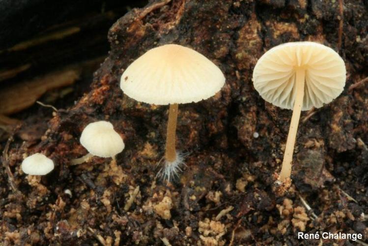 <i>Mycena olida</i> Bres. © R. Chalange