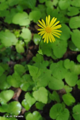 <i>Doronicum pardalianches</i> L., 1753 © A.-H. Paradis