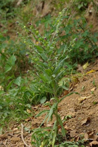 <i>Cynoglossum officinale</i> L., 1753 © P. Gourdain