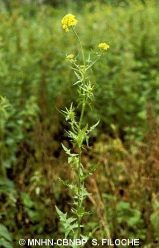 <i>Sisymbrium loeselii</i> L., 1755 © MNHN-CBNBP S. Filoche