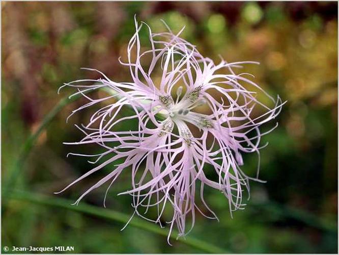 <i>Dianthus superbus</i> L., 1755 © J.-J. Milan