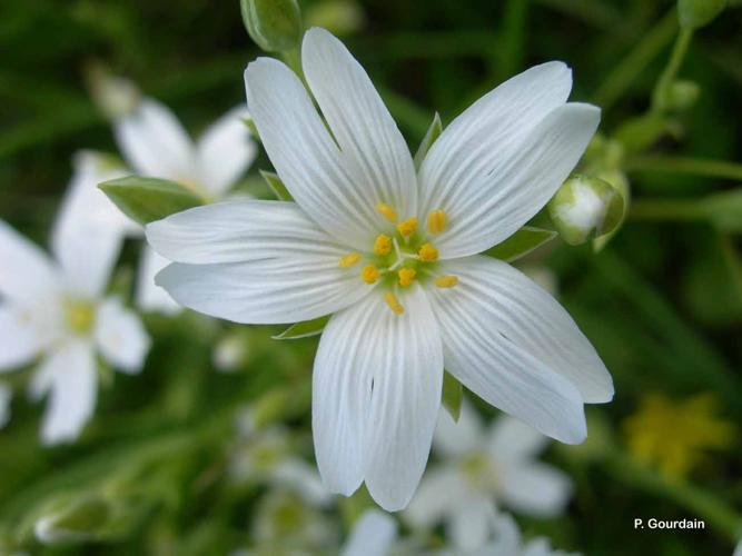 <i>Stellaria holostea</i> L., 1753 © P. Gourdain