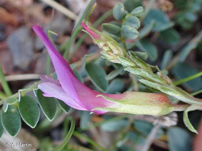 <i>Astragalus monspessulanus</i> L., 1753 © Y. Martin