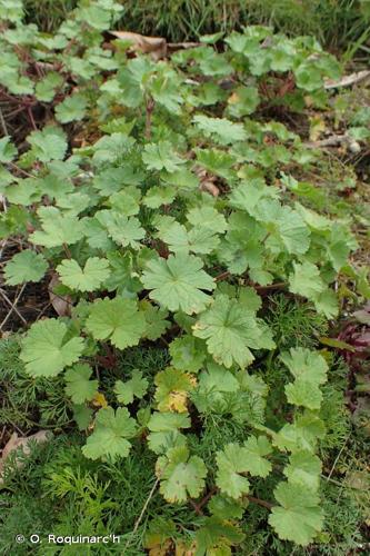 <i>Geranium rotundifolium</i> L., 1753 © O. Roquinarc'h