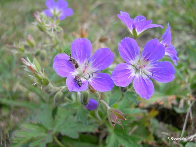 <i>Geranium sylvaticum</i> L., 1753 © P. Gourdain