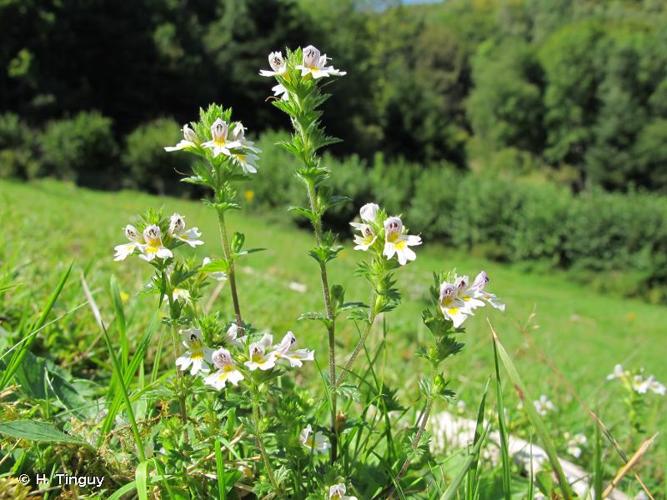 <i>Euphrasia officinalis</i> L., 1753 © H. Tinguy