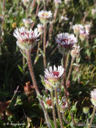 <i>Erigeron uniflorus</i> L., 1753 © P. Rouveyrol