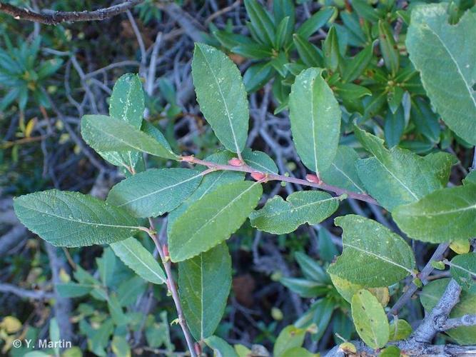 <i>Salix cinerea</i> L., 1753 © 