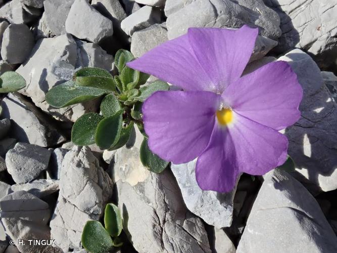 <i>Viola cenisia</i> L., 1763 © H. TINGUY