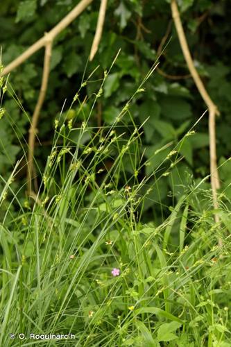 <i>Carex depauperata</i> Curtis ex With., 1787 © O. Roquinarc'h