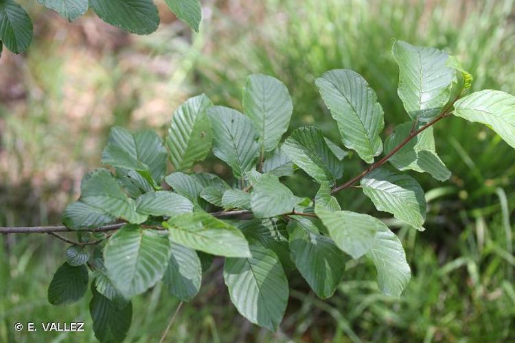 <i>Rhamnus alpina </i>L., 1753 subsp.<i> alpina</i> © E. VALLEZ