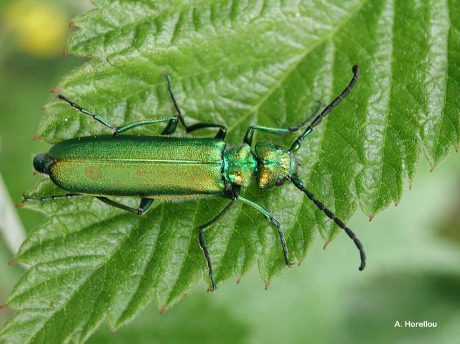 <i>Lytta vesicatoria</i> (Linnaeus, 1758) © A. Horellou