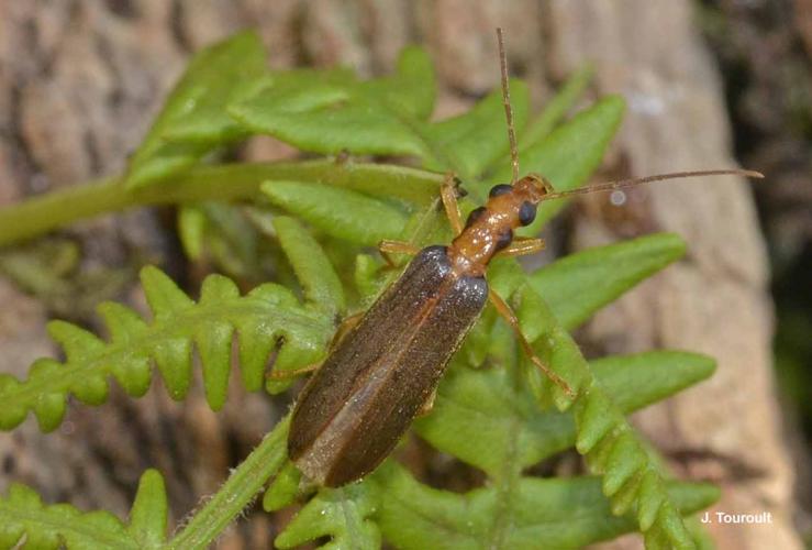 <i>Nacerdes carniolica</i> (Gistel, 1834) © J. Touroult