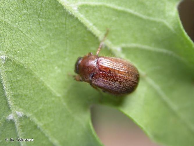 <i>Triodontella aquila</i> (Laporte de Castelnau, 1840) © B. Calmont