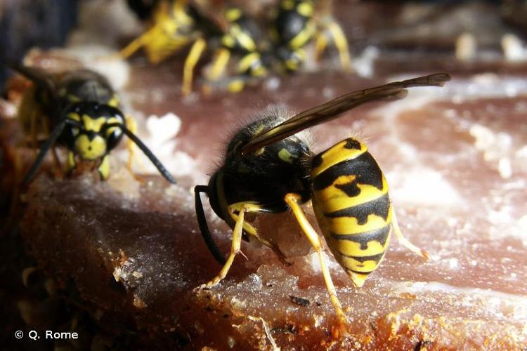 <i>Vespula germanica</i> (Fabricius, 1793) © Q. Rome