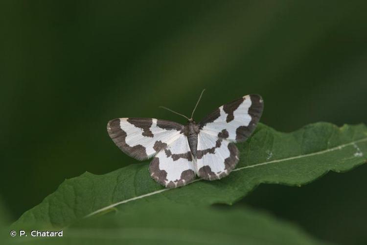 <i>Lomaspilis marginata</i> (Linnaeus, 1758) © P. Chatard