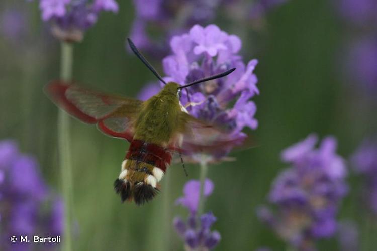 <i>Hemaris fuciformis</i> (Linnaeus, 1758) © M. Bartoli