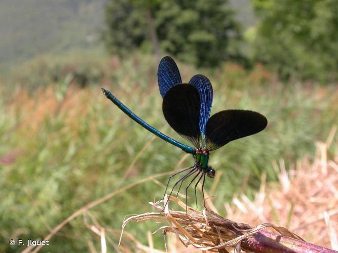 <i>Calopteryx virgo meridionalis</i> Selys, 1873 © F. Jiguet