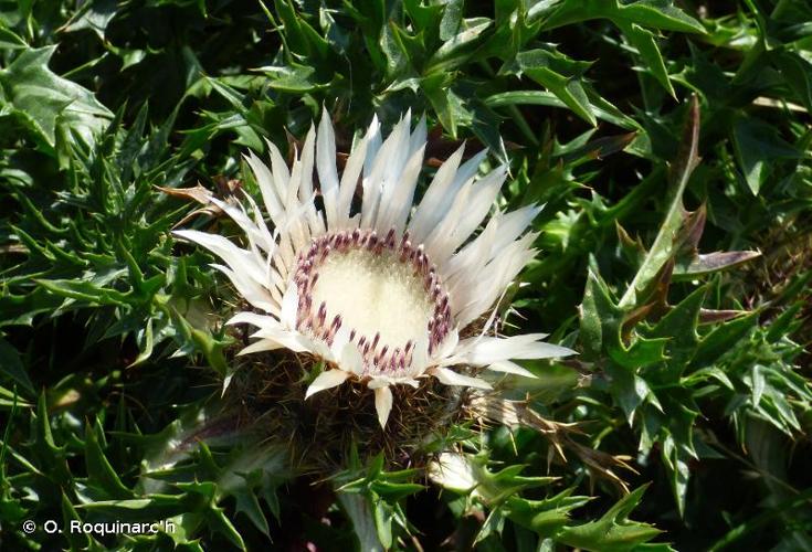 <i>Carlina acaulis</i> L., 1753 © O. Roquinarc'h